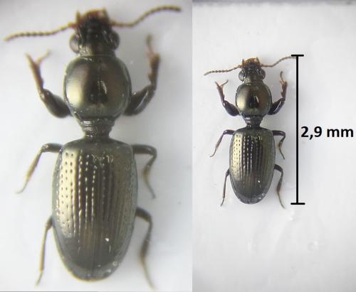Dyschirius minutus